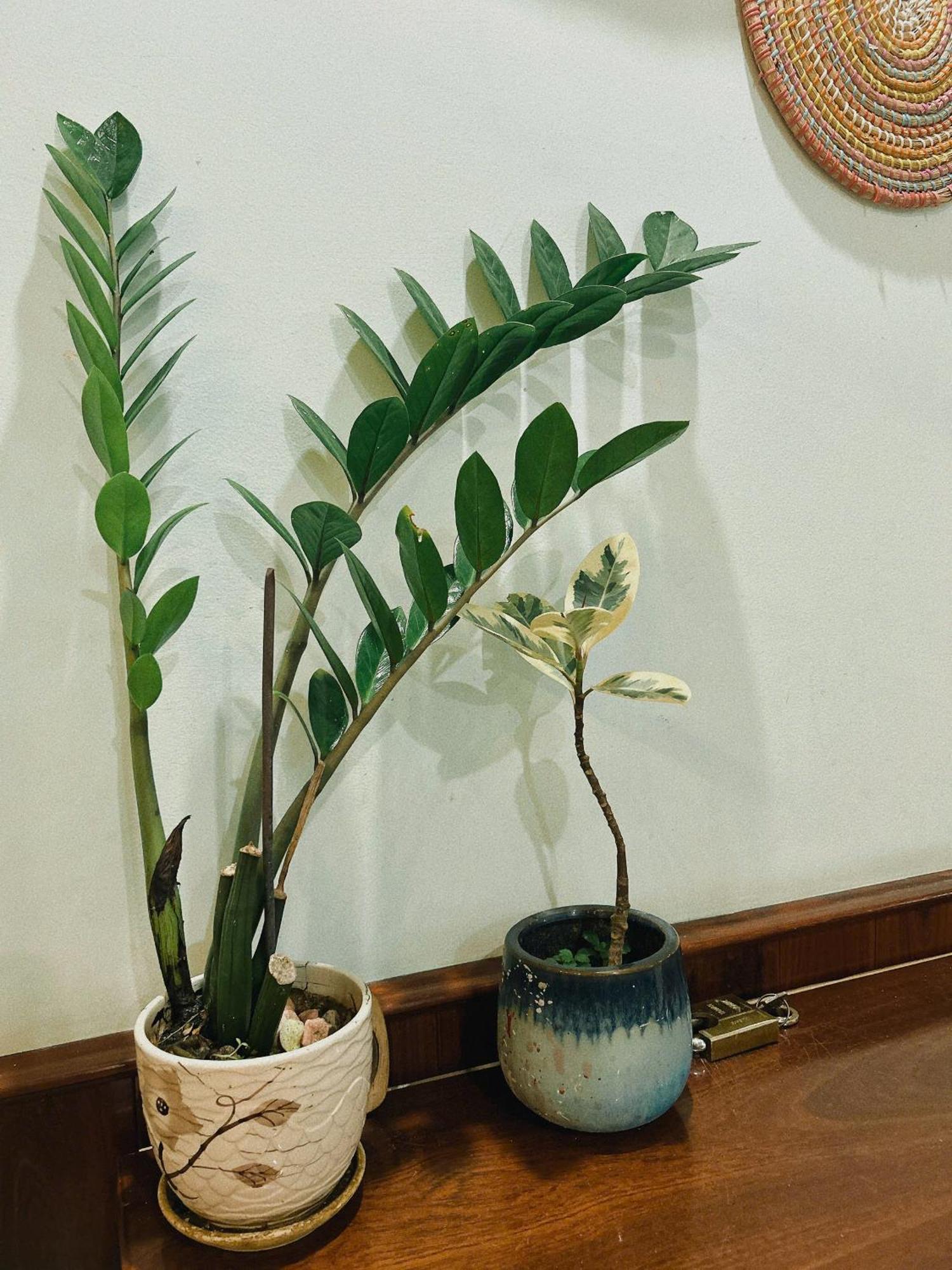 Nang Homestay Tuy Hoa Dış mekan fotoğraf